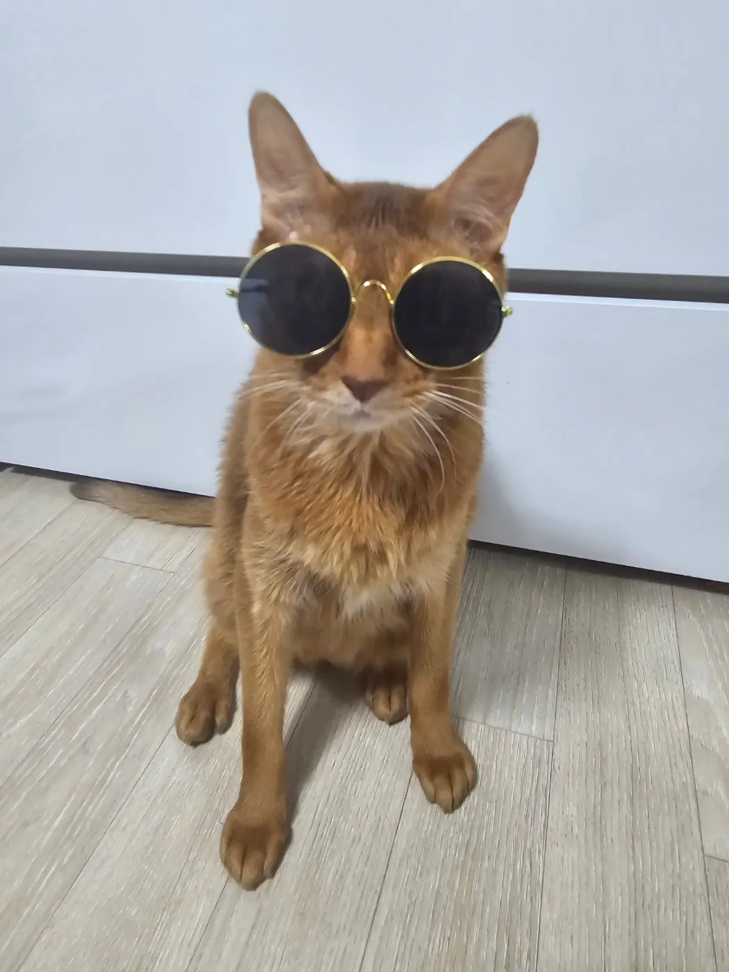 누렁이 첨부 이미지